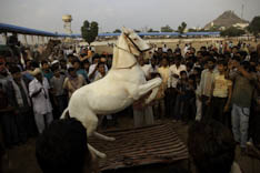 Inde - cheval Marwari - 13