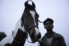 Inde - cheval Marwari - 20