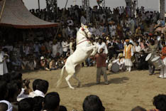Inde - cheval Marwari - 23