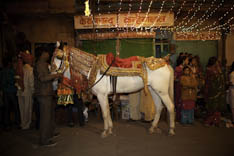 Inde - cheval Marwari - 56
