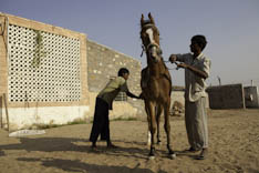 Inde - cheval Marwari - 63