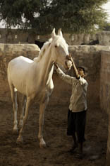 Inde - cheval Marwari - 64