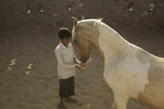 Inde - cheval Marwari - 65