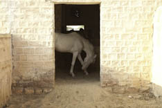 Inde - cheval Marwari - 66