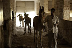 Inde - cheval Marwari - 67