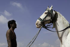 Inde - cheval Marwari - 7