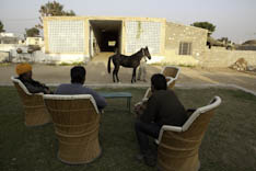Inde - cheval Marwari - 70