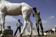 Inde - cheval Marwari - 8